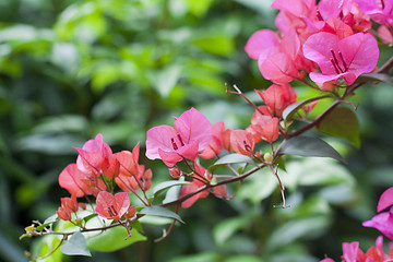 Image showing Azelea flowers background