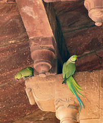 Image showing Rose-ringed Parakeets