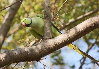 Image showing Rose-ringed Parakeet