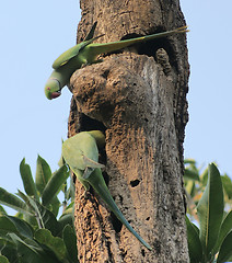 Image showing Rose-ringed Parakeets