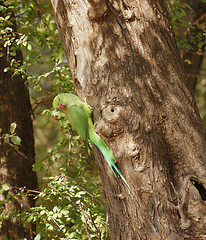 Image showing Rose-ringed Parakeet