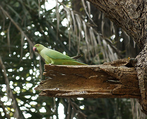 Image showing Rose-ringed Parakeet