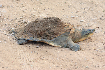 Image showing softshell turtle
