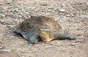 Image showing softshell turtle