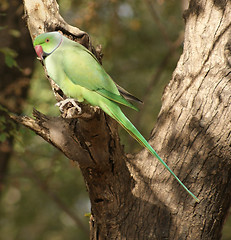 Image showing Rose-ringed Parakeet