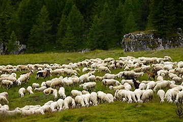 Image showing Sheep