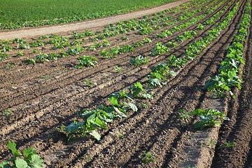 Image showing Agriculture