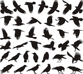 Image showing Bird carrion crow