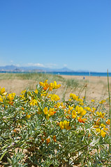 Image showing Mediterranean spring