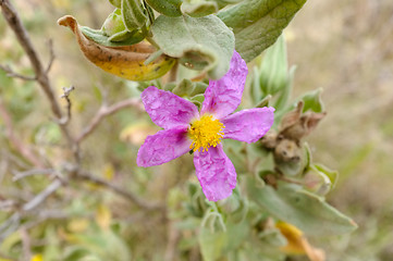 Image showing Pink rockrose