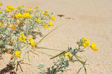 Image showing Beach flowers