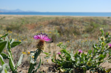 Image showing Mediterranean spring