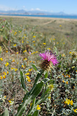 Image showing Thistle