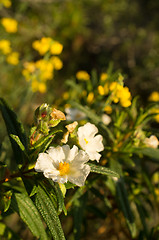 Image showing White rockrose