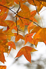 Image showing Red leaves background