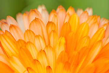 Image showing Orange flower petals background