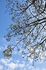 Image showing Cotton tree branches