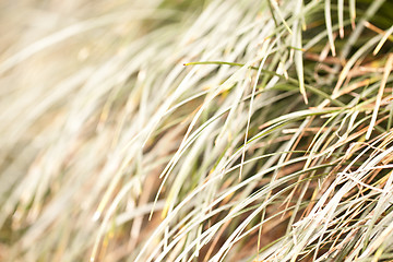 Image showing Autumn grasses