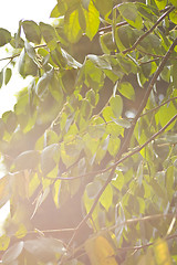 Image showing Spring leaves under sunshine