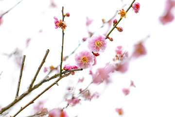 Image showing Plum blossom in spring