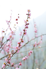 Image showing Plum blossoms in spring