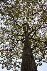 Image showing Tree trunk and branches background