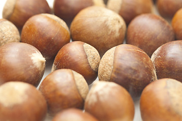 Image showing Chestnut isolated on white background