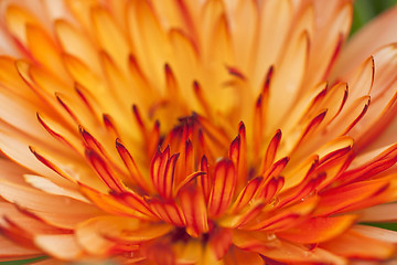 Image showing Orange petals background