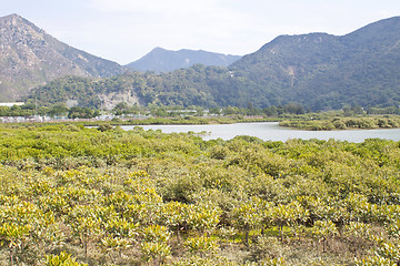 Image showing Mangroves in Hong Kong