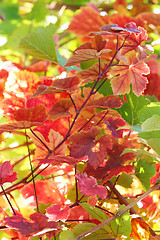 Image showing Grape leaves