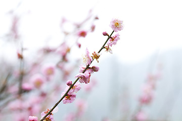 Image showing Cherry blossom in spring