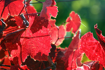 Image showing Grape leaves