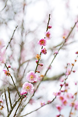 Image showing Plum blossoms blooming in spring