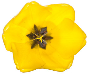 Image showing Tulip