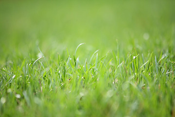 Image showing Green vibrant grass