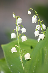 Image showing Lily of the valley