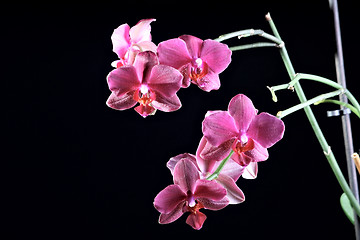 Image showing Beautiful orchid at the dark background