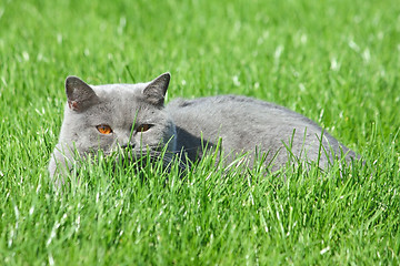 Image showing Grey brittish cat in the grass