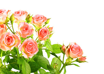 Image showing Light pink roses with green leafes