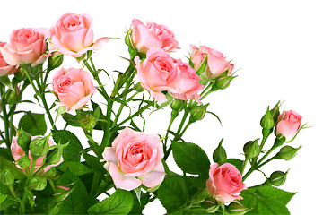 Image showing Bush of pink roses with green leafes