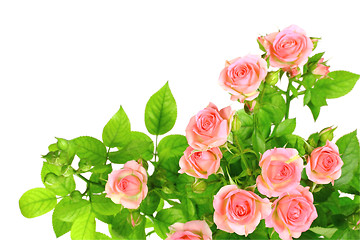 Image showing Branch of light pink roses