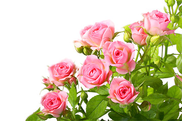 Image showing Group of pink roses with green leafes