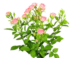 Image showing Bouquet of pink roses with green leafes