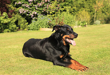 Image showing portrait of a purebred french sheepdog beauceron 