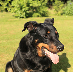 Image showing portrait of a purebred french sheepdog beauceron 