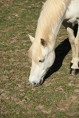 Image showing portrait of a young white horse in a meadow