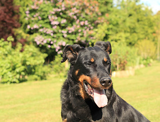 Image showing portrait of a purebred french sheepdog beauceron 