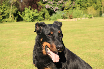 Image showing portrait of a purebred french sheepdog beauceron 