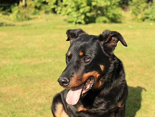 Image showing portrait of a purebred french sheepdog beauceron 