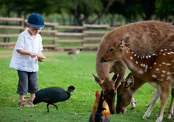 Image showing Feeding animals